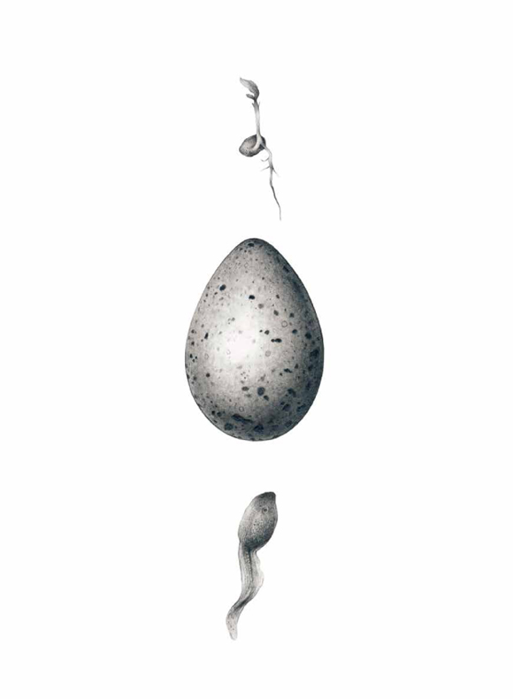 Ilustración de La selección natural