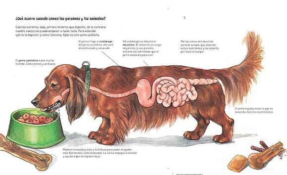 Ilustración de ¿Qué comen los animales?