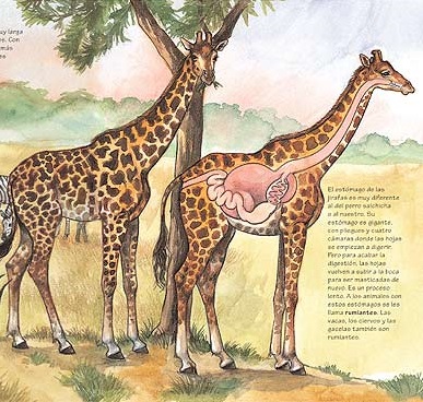 Ilustración de ¿Qué comen los animales?