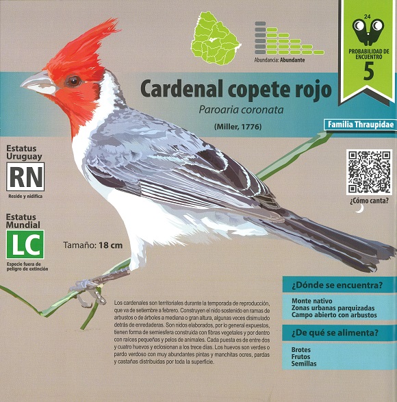 Ilustración de Pajaritos en Uruguay: guía de introducción a la identificación de aves autóctonas
