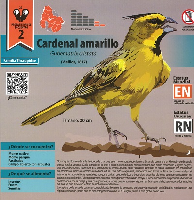 Ilustración de Pajaritos en Uruguay: guía de introducción a la identificación de aves autóctonas