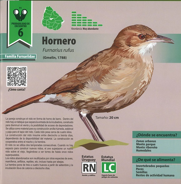 Ilustración de Pajaritos en Uruguay: guía de introducción a la identificación de aves autóctonas