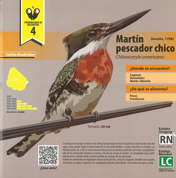Ilustración de Pajaritos en Uruguay: guía de introducción a la identificación de aves autóctonas