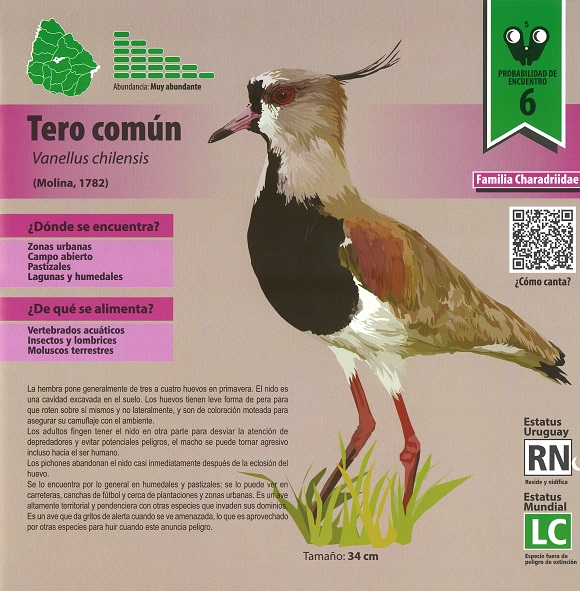 Ilustración de Pajaritos en Uruguay: guía de introducción a la identificación de aves autóctonas