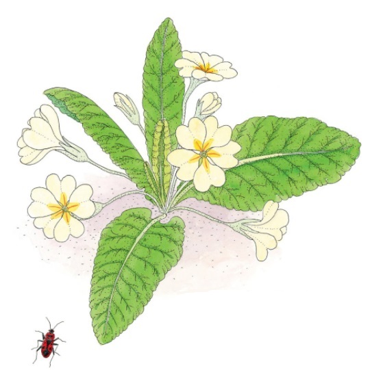Ilustración de Inventario ilustrado de flores