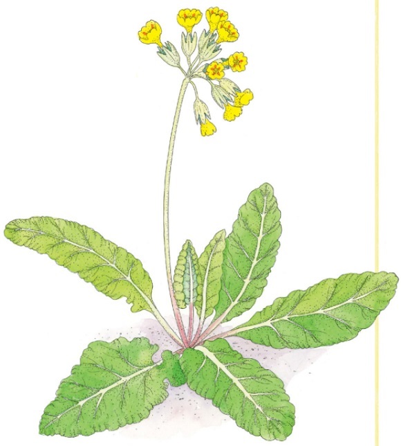 Ilustración de Inventario ilustrado de flores