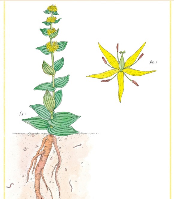 Ilustración de Inventario ilustrado de flores