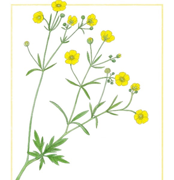 Ilustración de Inventario ilustrado de flores