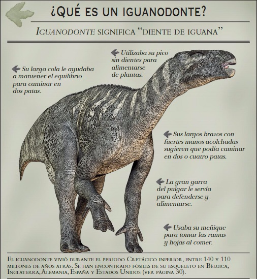 Ilustración de Iguanodonte. Diente de iguana