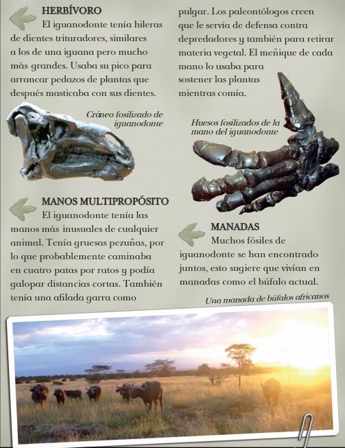 Ilustración de Iguanodonte. Diente de iguana