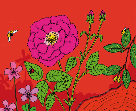 Ilustración de Herbario