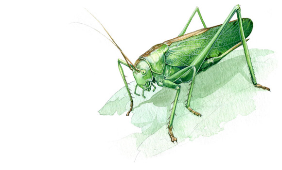 Ilustración de Museo vivo de los insectos