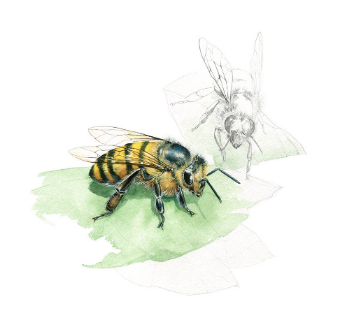 Ilustración de Museo vivo de los insectos