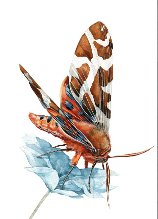 Ilustración de Museo vivo de los insectos