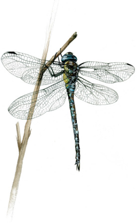 Ilustración de Museo vivo de los insectos