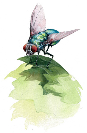 Ilustración de Museo vivo de los insectos