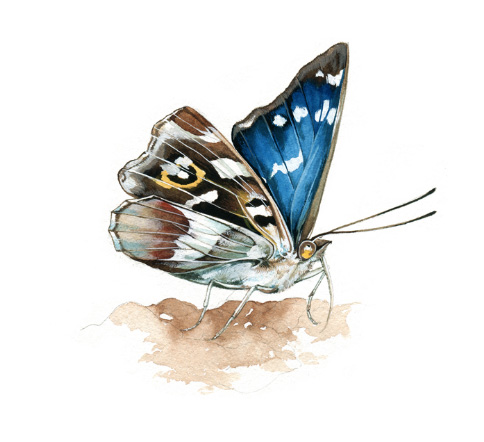 Ilustración de Museo vivo de los insectos