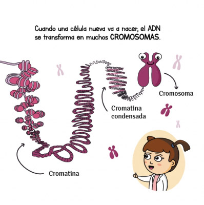 Ilustración de Genética