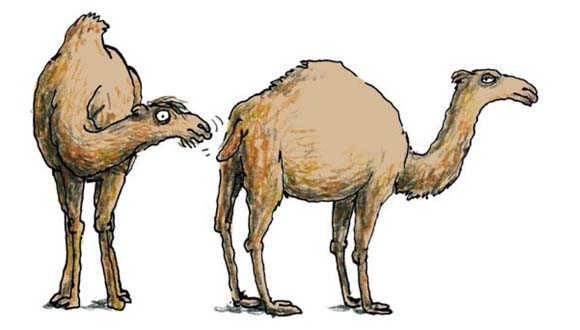Ilustración de La vida amorosa de los animales