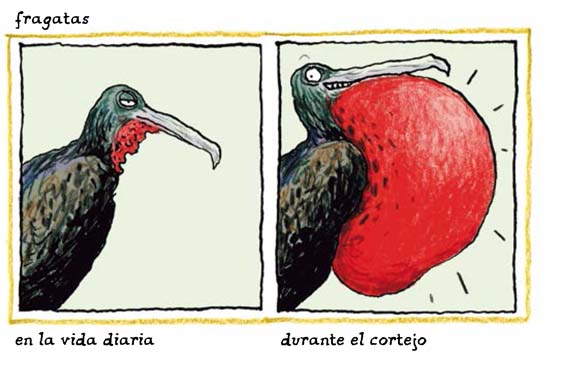 Ilustración de La vida amorosa de los animales