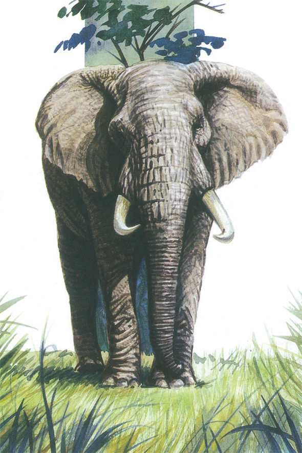 Ilustración de El mundo de los animales