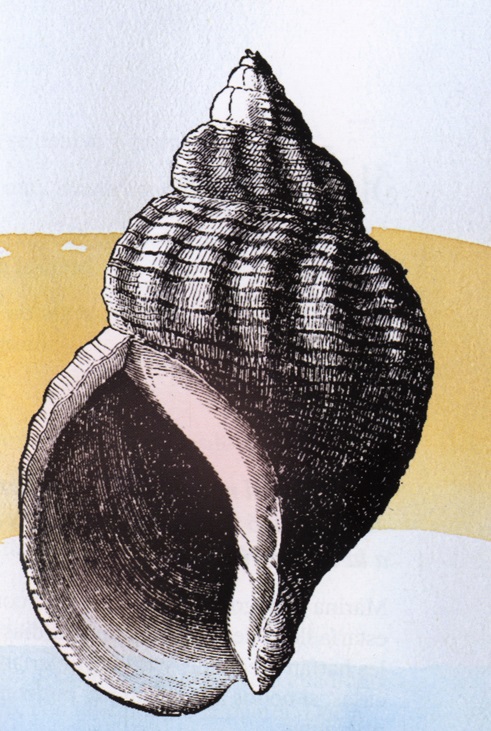 Ilustración de La niña de los caracoles