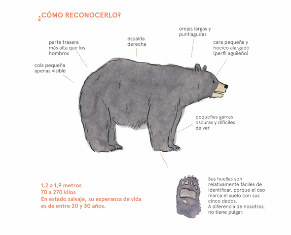 Ilustración de OSOS