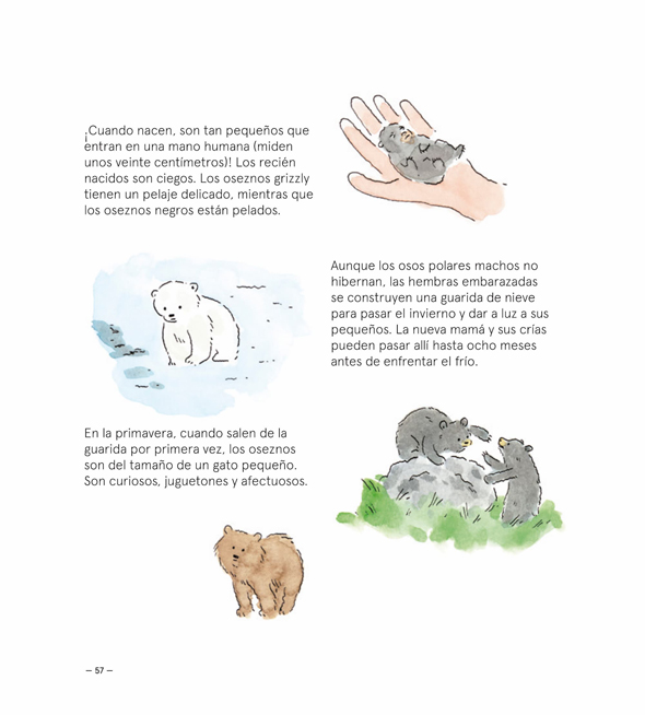 Ilustración de OSOS