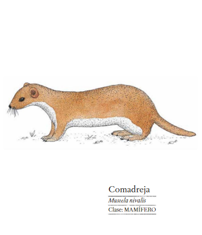 Ilustración de Bellezas de la Naturaleza