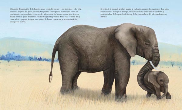 Ilustración de El elefante