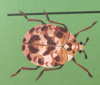 Ilustración de Mis vecinos los insectos