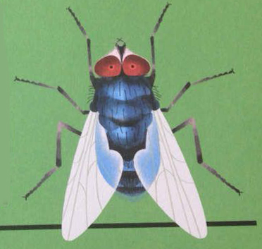 Ilustración de Mis vecinos los insectos