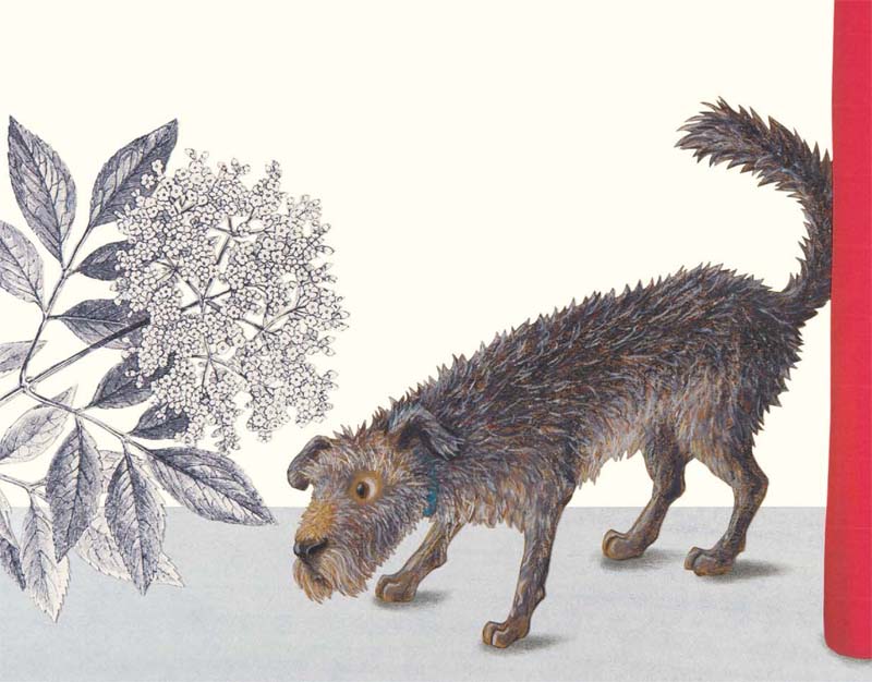 Ilustración de Pelo y plumas