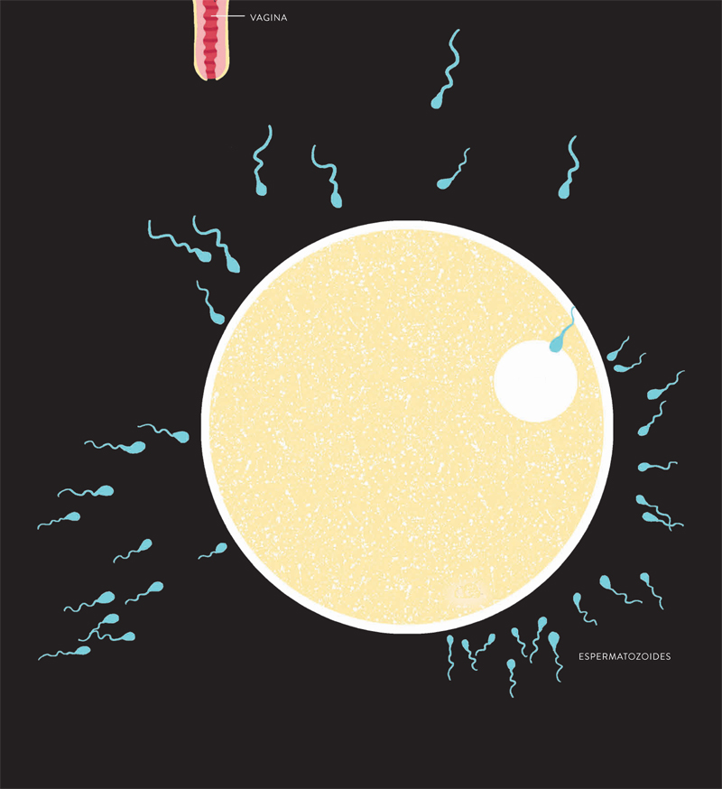 Ilustración de Nueve meses