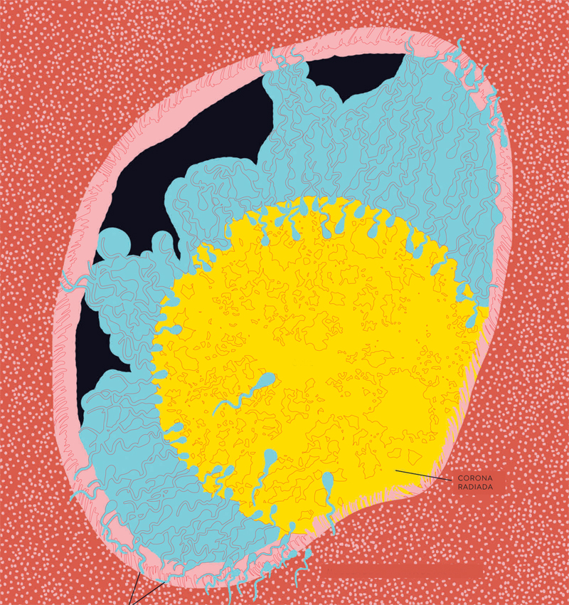 Ilustración de Nueve meses
