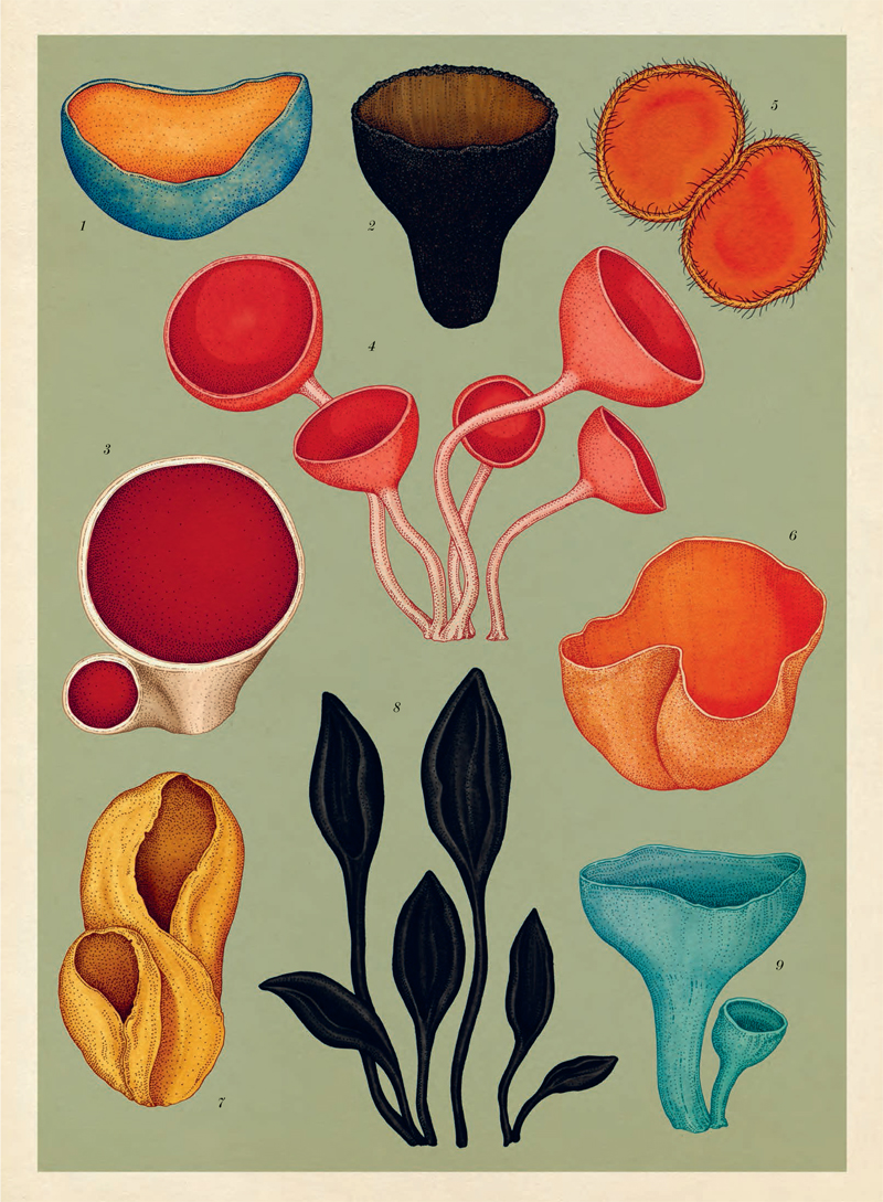 Ilustración de Fungarium
