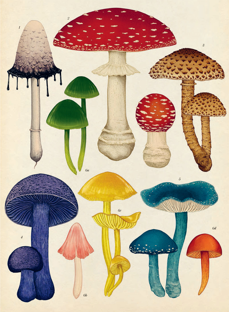 Ilustración de Fungarium