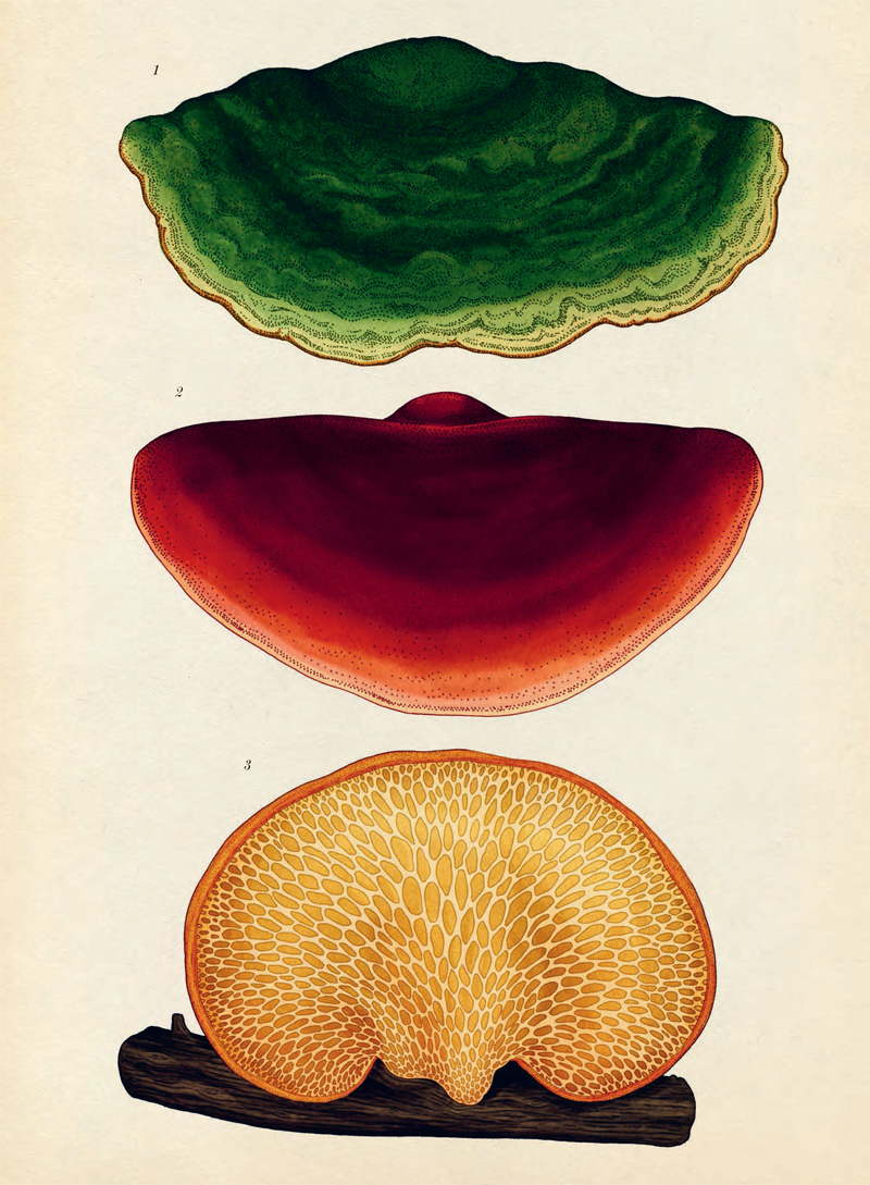 Ilustración de Fungarium