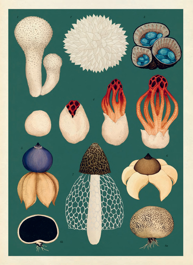 Ilustración de Fungarium