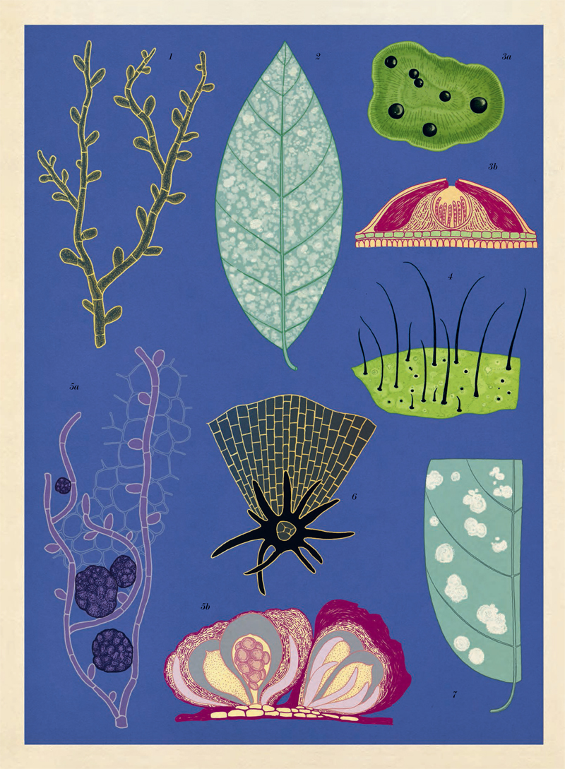 Ilustración de Fungarium