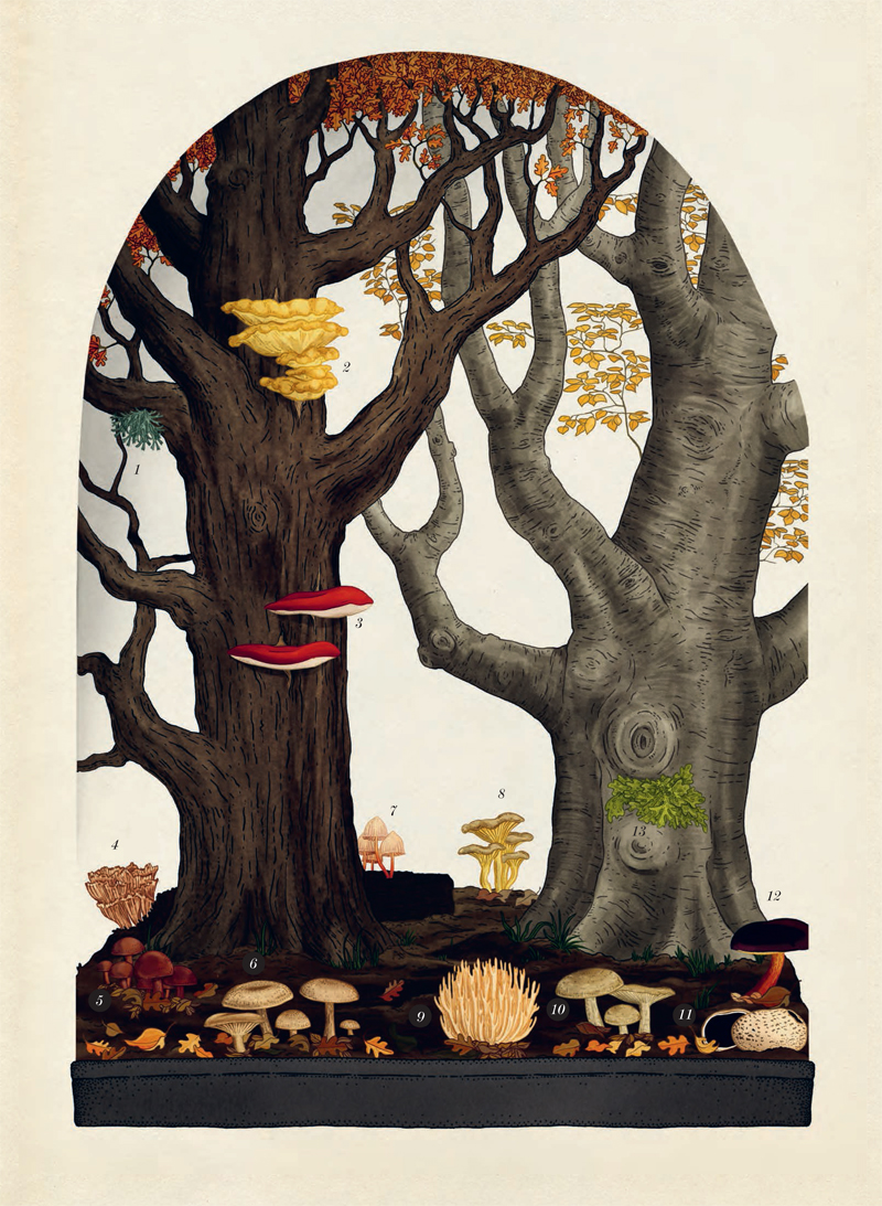 Ilustración de Fungarium