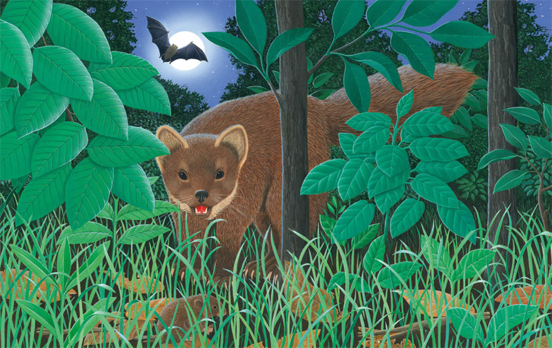 Ilustración de Animales nocturnos