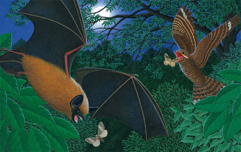 Ilustración de Animales nocturnos