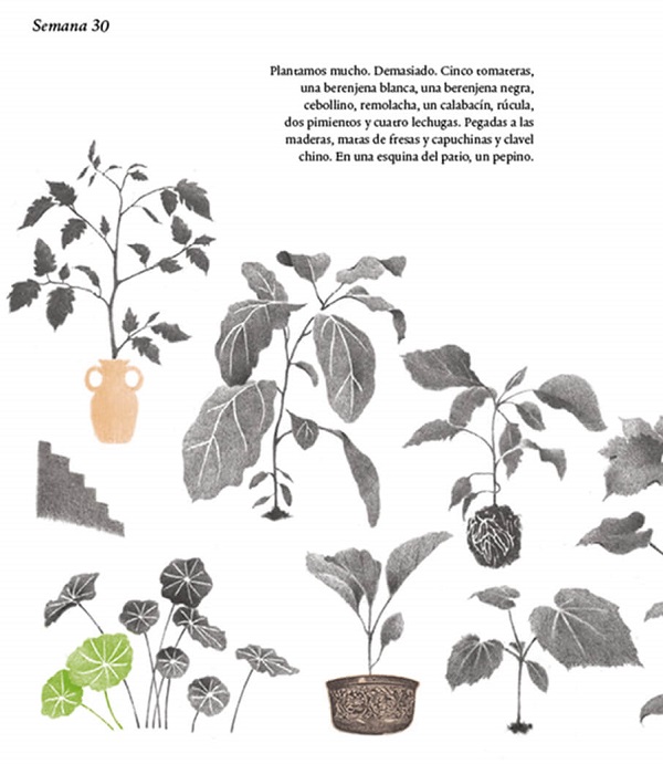 Ilustración de Mil tomates y una rana