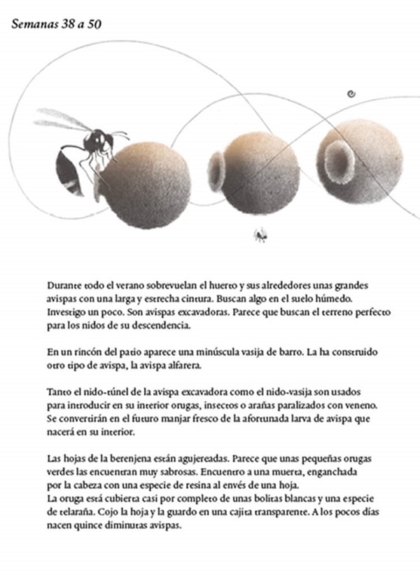 Ilustración de Mil tomates y una rana
