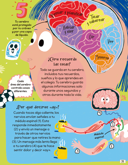 Ilustración de Preguntas y respuestas CURIOSAS sobre... MI CUERPO