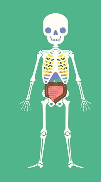 Ilustración de El cuerpo humano