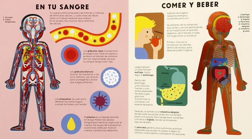 Ilustración de El cuerpo humano