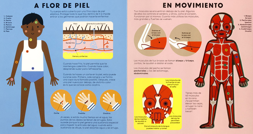 Ilustración de El cuerpo humano