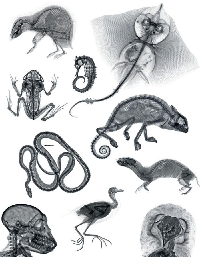 Ilustración de Los animales por dentro